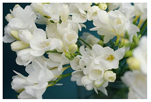 Oliwier's Bulbs 10x Freesia Double White Summer Flowering Bulbs Garden Plant Corms Wedding Fragrant Cut Flowers Size 5/6, Yellow,White