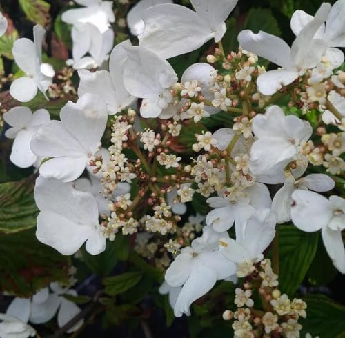 Japanischer Etagen - Schneeball 'Viburnum Mariesii' Hochstamm 125-150 cm Winterhart Freilandaufzucht