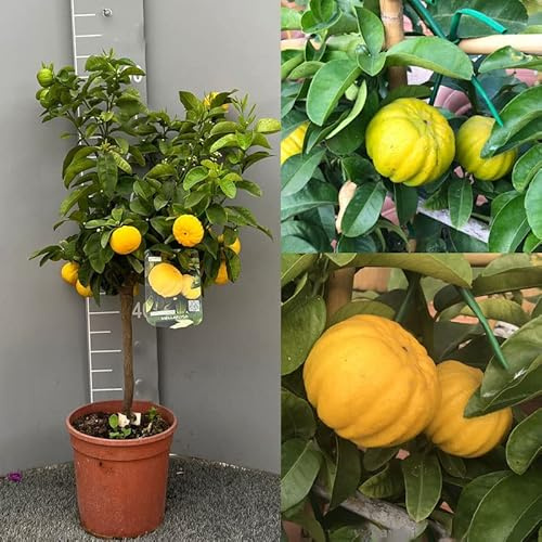 Citronnier SAVINI VIVAI, Agrume Mellarosa Lemon en pot de 22/24 cm hauteur 70 cm 3 ans de greffage, fabriqué en Italie