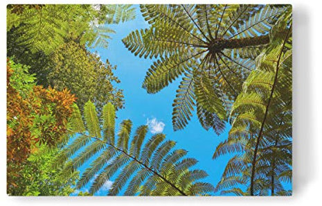 artboxONE Leinwand 120x80 cm Natur Neuseeländische Baumfarne von Silvio Schoisswohl