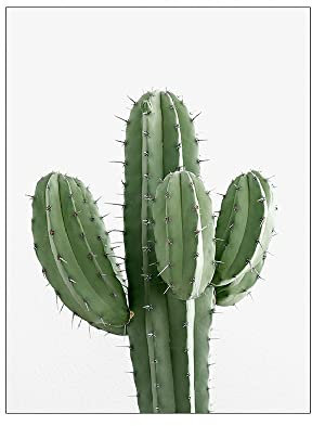 ABCWARRT Grüne Pflanze Malerei Monstera Poster Wandkunst Leinwand Bild Nordic Blätter Kaktus Poster Für Wohnzimmer Schlafzimmer Wohnkultur (40 * 60cm Kein Rahmen,1)