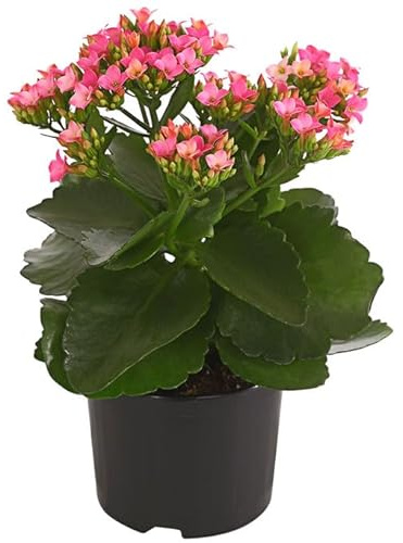 Planta de Navidad Kalanchoe Natural - dale un Toque Festivo a tu Hogar