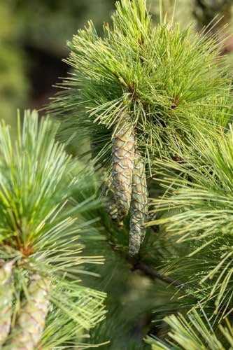 Schwerin-Kiefer Pinus schwerinii 40-60 cm immergrün winterhart | weiche blaugruene Nadeln, schneller Wuchs, sonnig bis halbschattig, dekorative Solitaerpflanze, robust