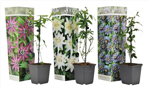 Plant in a Box - Passiflora Kletterpflanze - 3er Mix - Passionsblume - Gartenpflanz Winterhart - Topf 9cm - Höhe 25-40cm