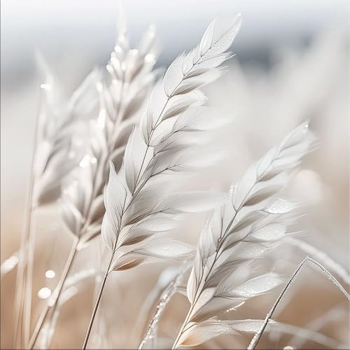 artissimo Bild aus Glas 50x50 cm Natur Gräser hell beige AG5570A – modernes Glasbild Wandbild Quadratisch, Wanddeko Wohnzimmer, beige, skandinavisch minimalistisch