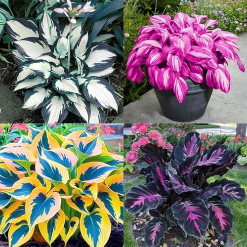 Hosta Mix for Planting Now UK/Greening Flower/Strong Plants That Grow Well/Natural Organic/Cut Flowers/Good for Containers,Wedding Flowers.-15Bulbs-E