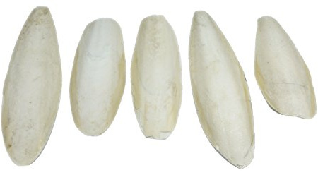 Britten & James Large Natural Cuttlefish 13-20cm (Pack of 5)
