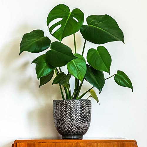 You Garden - Pair of Monstera deliciosa 'Swiss Cheese Plant' in a 14cm Pot - 2 x Monstera Deliciosa Cheese Plant Indoor Plants for Home and Office