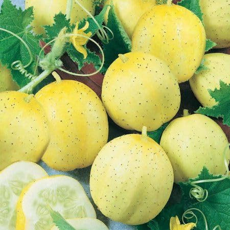 Viridis Hortus - Cucumber Lemon 25 Vegetable/Fruit Heirloom Seeds