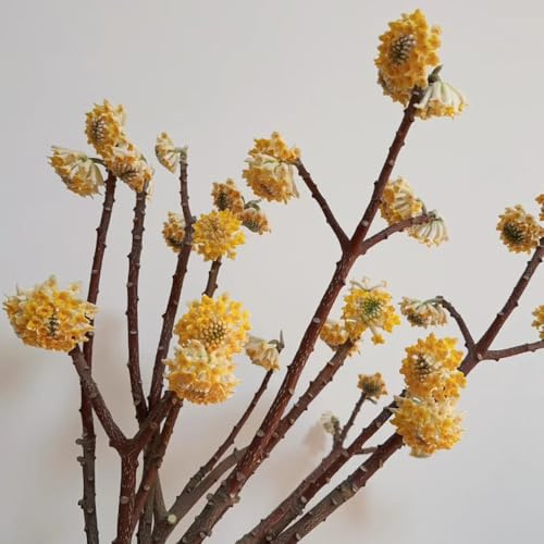Semillas de Edgeworthia - semillas de Crisantemo de Edgeworthia - Decoración de jardín para exteriores de jardín de rocas resistentes 30pcs