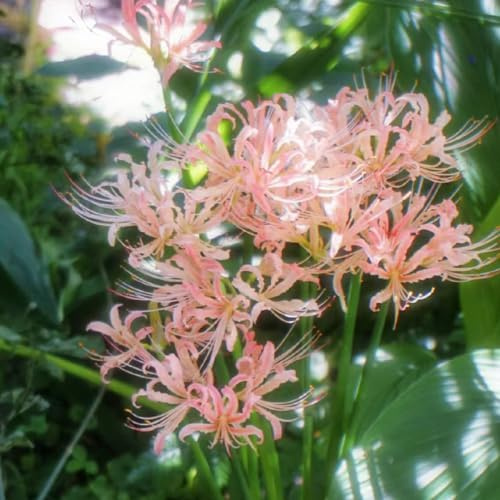 Giglio ragno - lycoris radiata - di sangue da giardino e da sostenibili mini decorazione giardino rizoma tappezzanti, 2bulbi