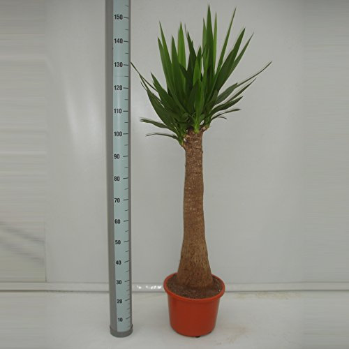 XL Yucca-Palme, Palm-Lilie, (Yucca elephantipes), 1 Stamm, ca. 140 cm hoch, Zimmerpflanzen, Kübelpflanzen, Palme