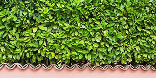 Lauroceraso Prunus laurocerasus pianta da siepe in vaso ø24 cm h. 120/150 cm Vivaio di Castelletto