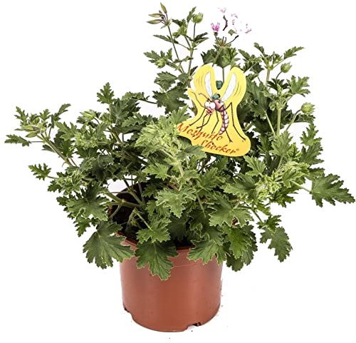 Geranio Citronela Natural Planta Arbustiva de Exterior Anti mosquitos