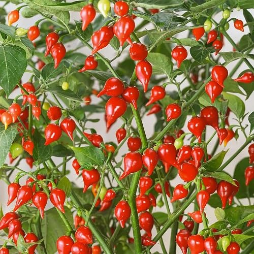 100 graines de légumes frais au poivre