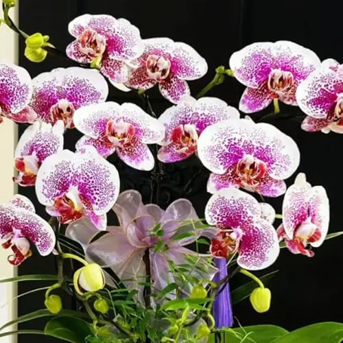 semillas de orquídea phalaenopsis - Decoración balcón jardín resistentes 900pcs