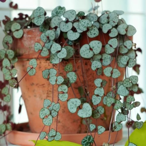 leuchterblume winterharte kübelpflanzen blumensaat gartenkräuter blumensamen kräutersamen pflanzensamen steingartenpflanzen winterhart Ceropegia woodii - pflanzendeko bonsai topf 250samen