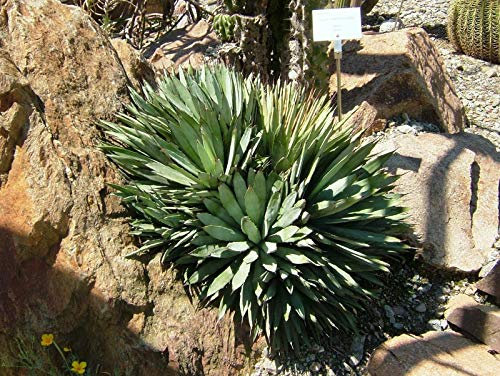 Agave macroacantha - capovolti il ​​nero Agave - 20 semi freschi