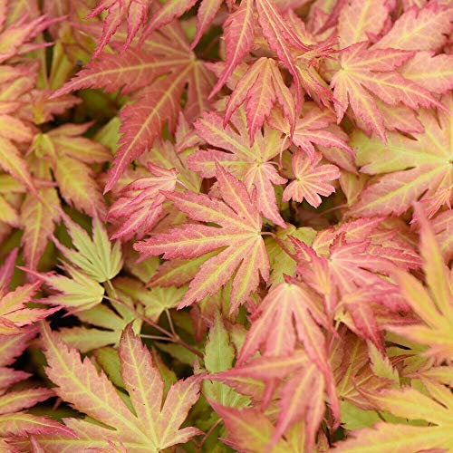 Acer palmatum 'Orange Dream' Hardy Tree Garden Plants Japanese Maple Easy to Grow Colourful Foliage for Patio Containers 1 x 10.5cm Pots by Thompson and Morgan