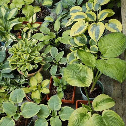 semi di hosta, semi di Hosta plantaginea, selvatici da giardino roccioso resistenti vecchie varietà di semi da balcone regali 20pcs