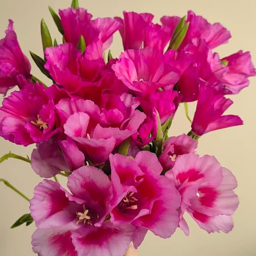 Semillas de azalea de verano, invernaderos de balcón resistentes de exterior Decoración de jardín para exteriores 180pcs