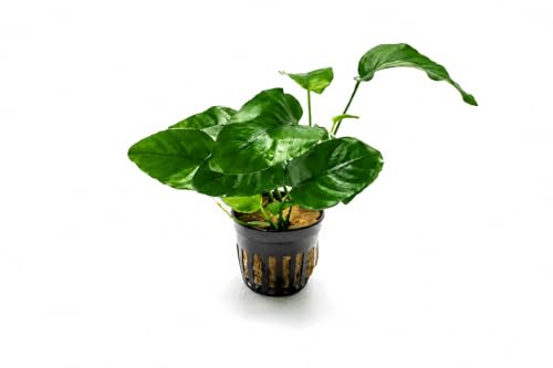 AquaBreedingSkill Aquarium Pflanzen Anubias Barteri echt für Süßwasser, lebende Wasserpflanzen für Aquarium, ideal für Fische & Garnelen – mit Pflanzenpass (Barteri)