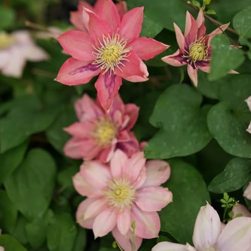 clematissamen - clematis florida - seltene kletterpflanzen gartenpflanzen für draußen herbstblumen für sonnige plätze 350pcs