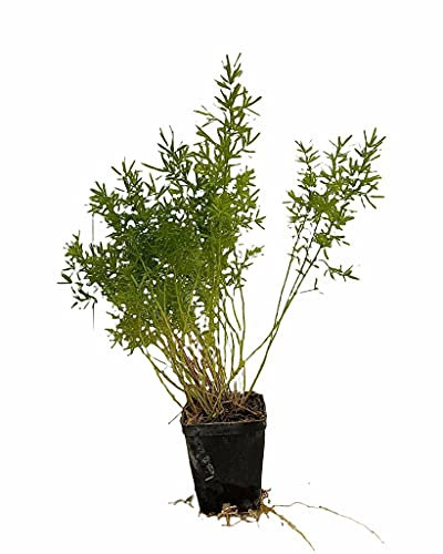 Planta Asparagus Maceta 7 cm