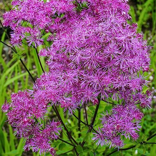 Thalictrum Black Stockings Meadow Rue Plant, Hardy Perennial Plants Garden Ready