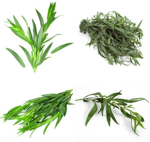 Semi di dragoncello, verdi semi di giardino di acquistare di dragoncello esotiche selvatiche semi di medicinali 250pcs