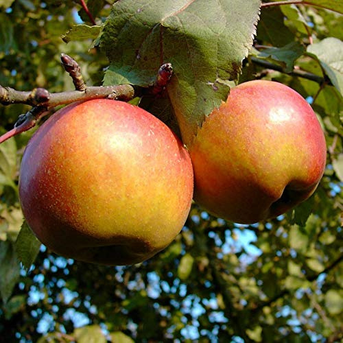 Karmijn de Sonnaville Herbstapfel Liebhabersorte Buschbaum 110-140 cm Unterlage M7