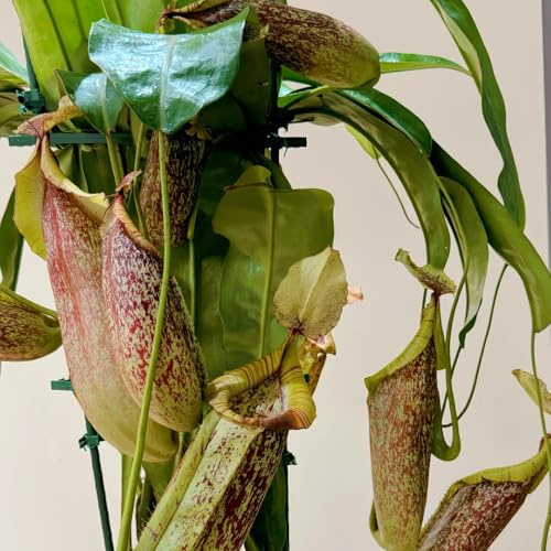 Semi di carnivora Nepenthes, semi di rare resistenti regali per gli amanti del giardino carnivore da giardino roccioso resistenti serre da balcone 200pcs