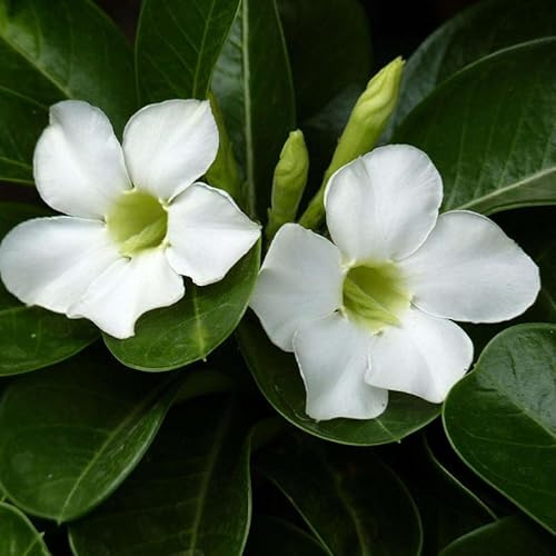 wüstenrosesamen wildblumen balkonblumen büropflanzen blumensaat balkonpflanzen frühling bonsai topf balkon beet schmetterlingsflieder dachbegrünung sommerblumen biosaatgut blumendeko 12samen