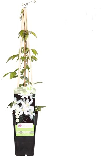 Clematis - Planta Natural Enredadera para el Jardín