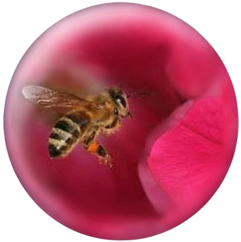Ansteck-Button, Anstecknadel, Brosche, Biene, Imker, Honig