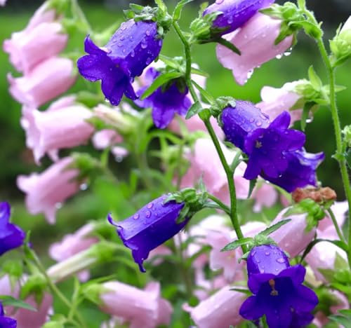 1 Pack of 2100 SEEEDS Canterbury Bells Double Mix - Campanula
