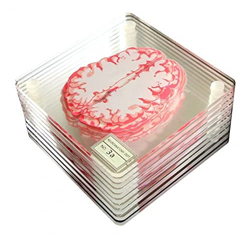 Posavasos cuadrado de vidrio acrílico para mesa de muestras de cerebro de órgano, ligero, para bar, habitación o oficina