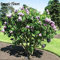 French Lilac FlowersSeeds, Comune Lilla Profumo insoliti Estremo 20 Particelle/Bag:Seeds Only