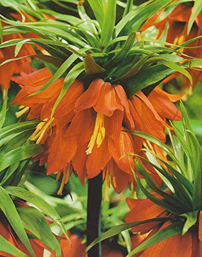 5 Kaiserkronen Fritillaria Imperialis Rubra Blumenzwiebeln