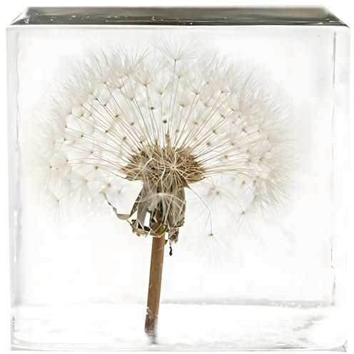 Authentisches Löwenzahn-Exemplar in transparentem Acrylwürfel, echte natürliche Blumen-Briefbeschwerer, Schreibtisch-Dekoration, 5,1 x 5,1 x 5,1 cm