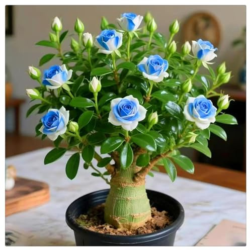 Winterhart pflanzen,Mehrjährige Blumenzwiebel ist winterhart, Mysteriöse magische Glühbirne, 2025 Blumenzwiebel Mix-2 Wüstenrose knolle-A