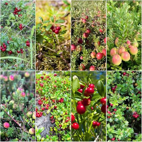 arándano - semillas de arándano semillas de resistentes - raras para techos verdes 80pcs