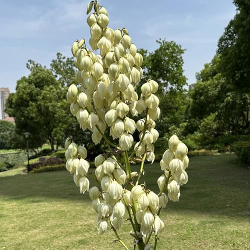 Semi di Yucca Filamentosa, da esterno resistenti verdi prodotti sostenibili vecchie varietà esotiche semi di selvatici giardino 25pcs