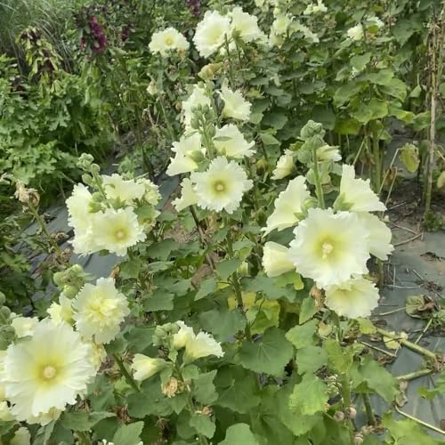 semillas de malva real, Decoraciones jardín exteriores, 120pcs