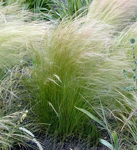 Federgras - Stipa tenuifolia - lebende Gartenpflanze aus den Baumschulen