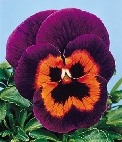 50 semi viola del pensiero Joker Poker Face viola del pensiero semi