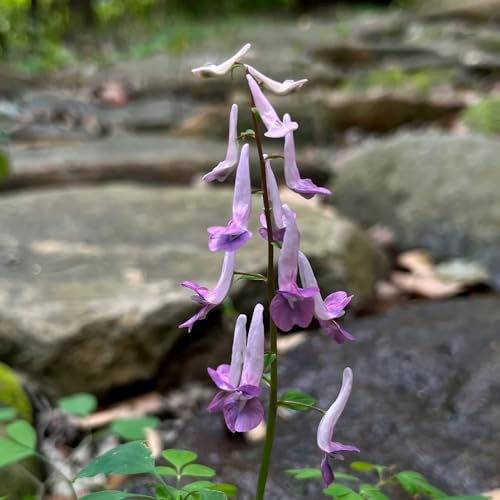 Delphinium - semi di tappezzanti resistenti al freddo delphinium ornamentali per zone soleggiate ombra semi di selvatici primaverili, resistenti 550semi