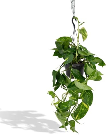 La Green Touch - Epipremnum Aureum Scindapsus h25cm - Plante d'intérieur - Pot 15cm, Hauteur 25 cm