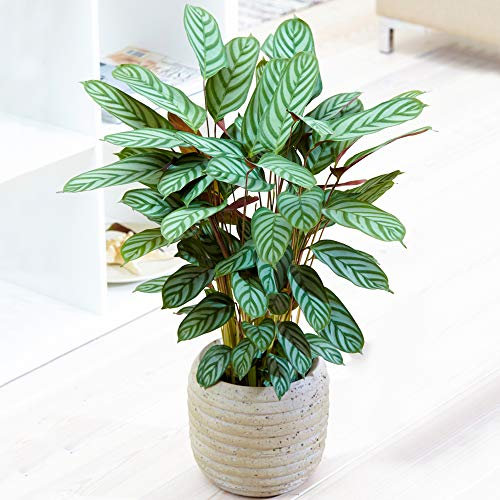 1 x Plante Paon Calathea Compact Star 30 à 40 cm en Pot pour la Maison ou le Bureau