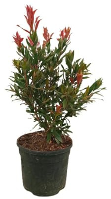 Callistemon TRed Rocket | Maceta 19cm | Planta natural de Exterior | Altura 60 cm | Hojas verdes Flores rojas